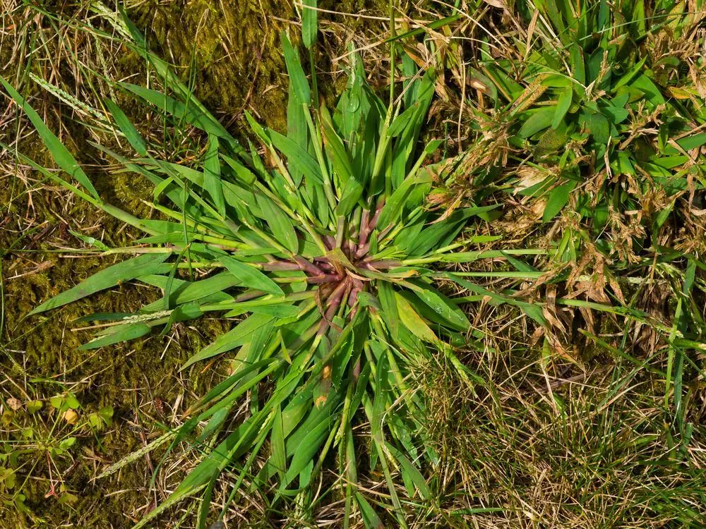 Crabgrass clump in a lawn