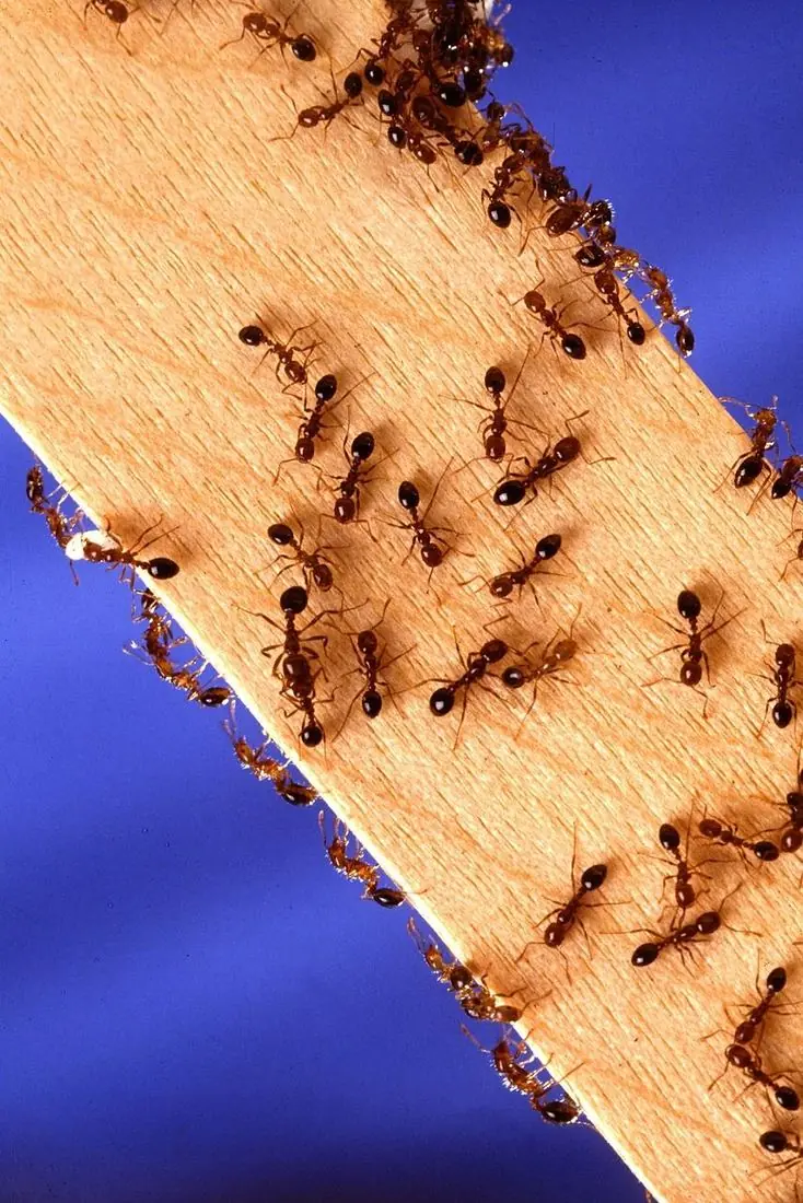 Red imported fire ants swarming a piece of wood