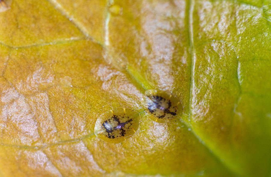 Scale insects on a leaf
