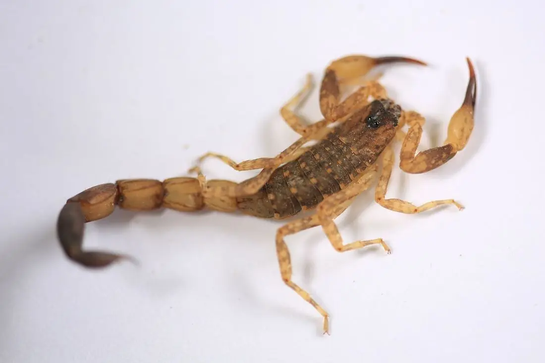 Striped bark scorpion, the scorpion most common in Austin homes