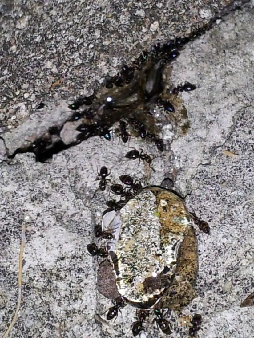 Sugar ants swarming a bait drop on concrete