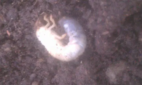 White grub worm curled in lawn soil